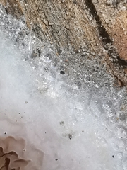 Serpula himantioides