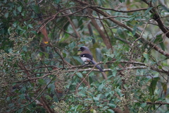 Dendrocitta formosae