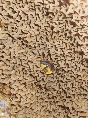 Serpula himantioides