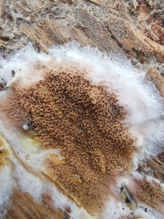 Serpula himantioides