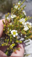 Diosma aspalathoides