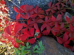 Parthenocissus quinquefolia