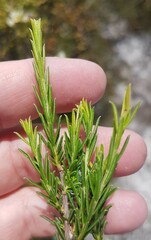 Diosma aspalathoides