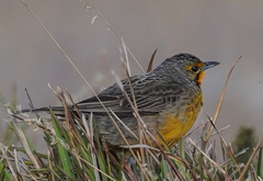 Macronyx capensis capensis