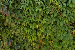 Parthenocissus quinquefolia