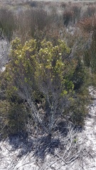 Diosma aspalathoides