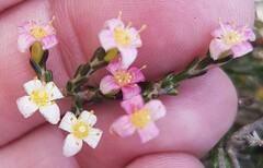 Lachnaea axillaris