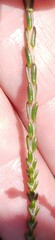 Lachnaea axillaris