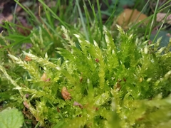 Brachythecium albicans