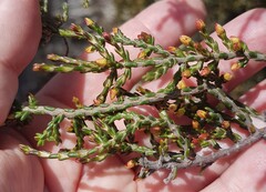 Lachnaea axillaris
