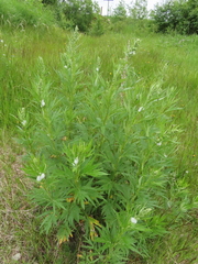 Artemisia vulgaris kamtschatica