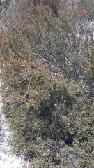 Lachnaea axillaris