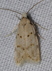 Symmoca dodecatella