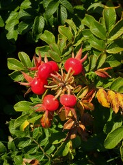 Rosa rugosa