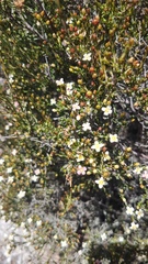 Lachnaea axillaris