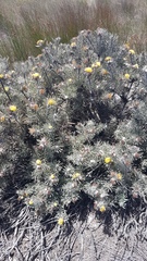 Leucospermum tomentosum