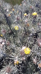 Leucospermum tomentosum