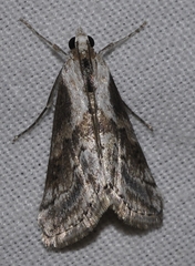 Evergestis dusmeti