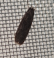 Hofmannophila pseudospretella