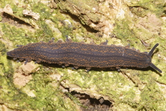 Peripatoides