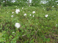 Eriophorum vaginatum