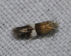 Aproaerema polychromella