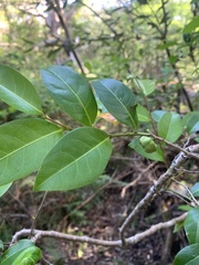 Glochidion ferdinandi