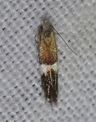 Aproaerema polychromella