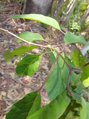 Clerodendrum floribundum
