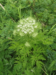 Pleurospermum uralense