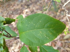 Clerodendrum floribundum