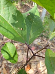 Clerodendrum floribundum