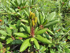Rhododendron aureum