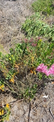 Limonium peregrinum