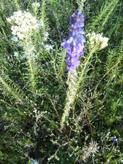Lobelia fenestralis
