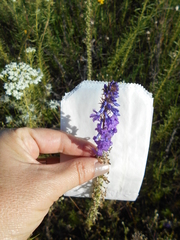 Lobelia fenestralis