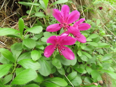 Rhododendron camtschaticum
