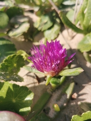 Carpobrotus