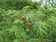 Sorbus sambucifolia