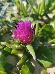 Carpobrotus