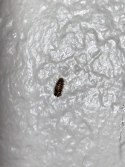 Dermestidae