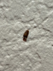Dermestidae