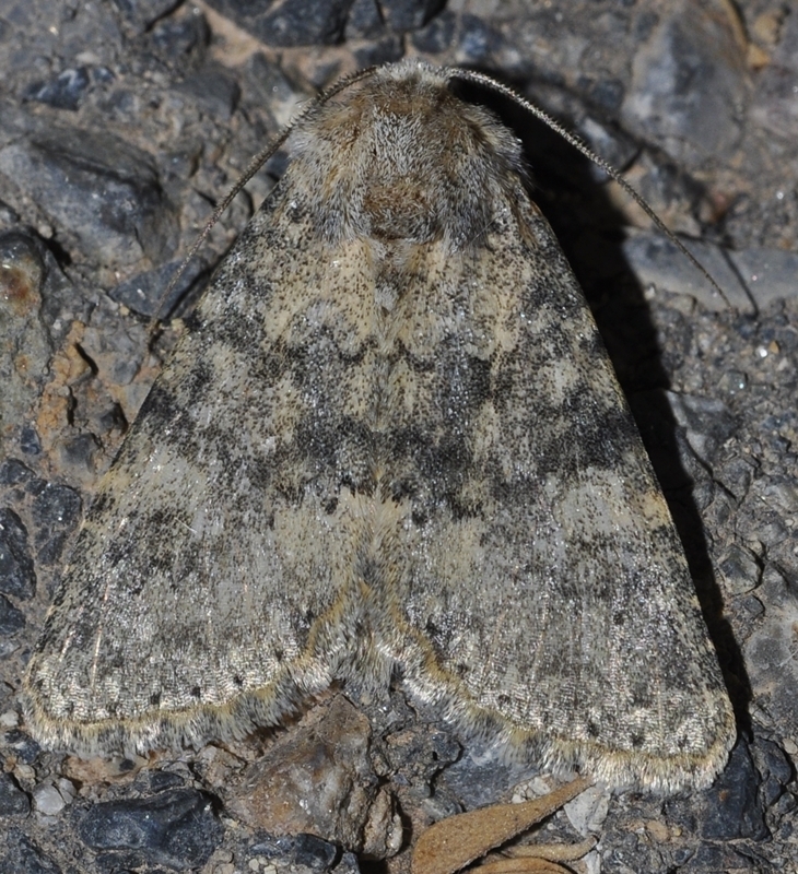 Polymixis dubia