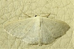 Scopula optivata