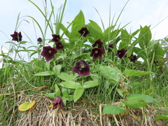 Fritillaria camschatcensis