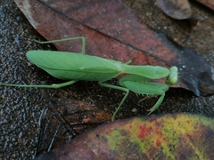 Hierodula latipennis