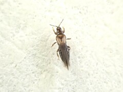Thrips obscuratus