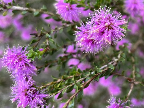 Pom-Pom Honey Myrtle (Melaleuca spathulata)