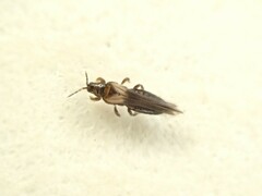 Thrips obscuratus