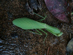 Hierodula latipennis